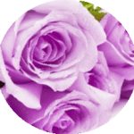 trandafiri violet