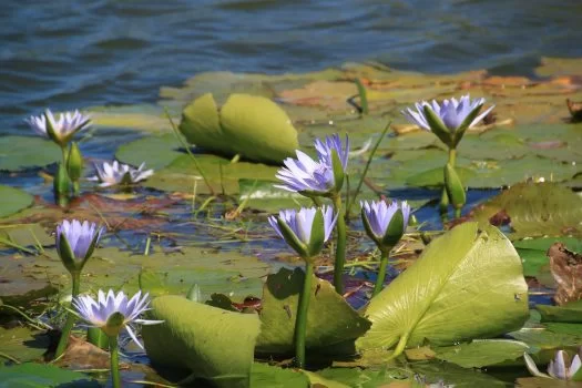 sărbătoarea floriilor